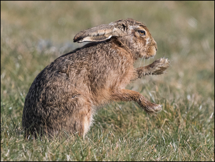 Pummeling Clover.jpg